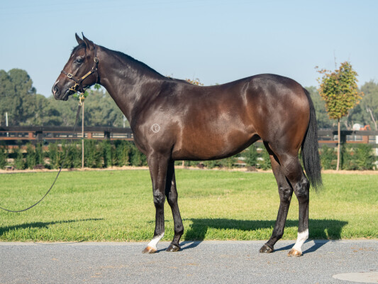 Lot 240: Lucky Vega (IRE) / Unforgotten