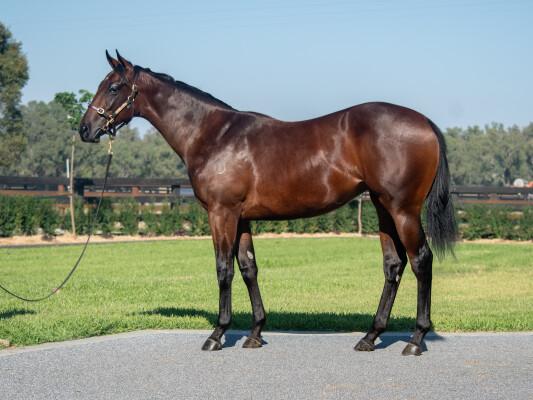 Lot 279: Written Tycoon / Another Dollar (NZ)