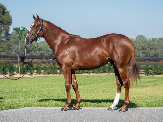 Lot 290: Ocean Park (NZ) / Baggy Green