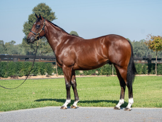 Lot 299: Frankel (GB) / Benitoite (IRE)