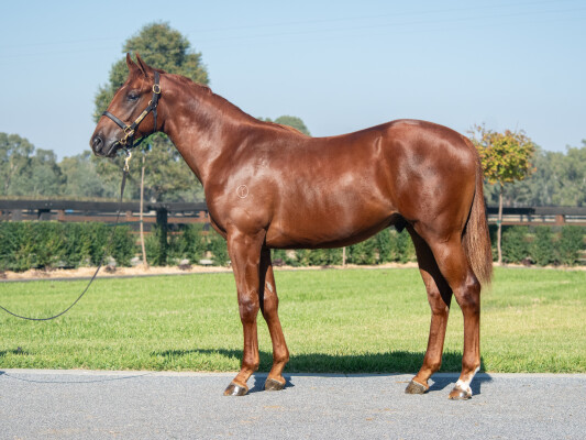 Lot 364: Written Tycoon / Excellent Sunset (IRE)