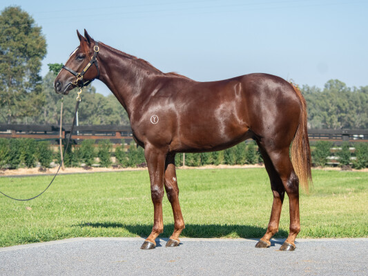 Lot 410: Written Tycoon / Hungry Heart