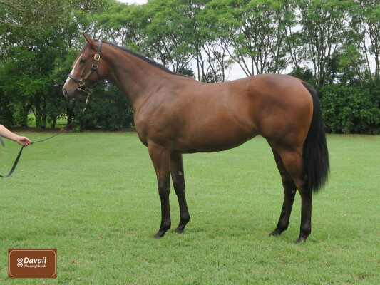 Lot 82: Snitzel / Never Listen