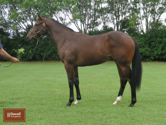Lot 276: So You Think (NZ) / Andresa