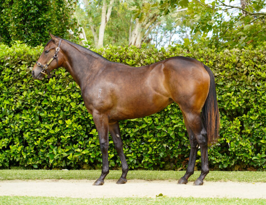 Lot 356: Snitzel / English