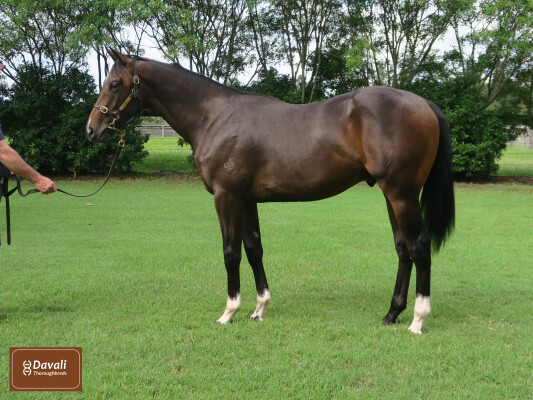 Lot 25: Proisir / Laurelling (USA)