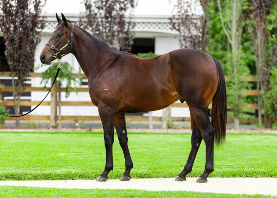 Lot 415: Home Affairs / Inthemidstofbiz (USA)