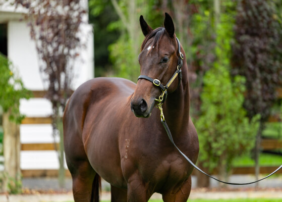 Lot 415: Home Affairs / Inthemidstofbiz (USA)