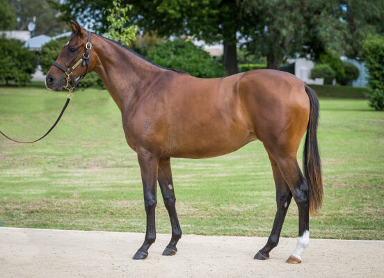 Lot 92: Gun Runner (USA) / One More Honey