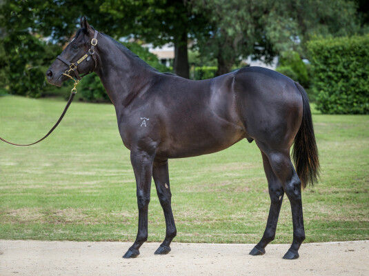 Lot 175: Captivant / So You Beauty