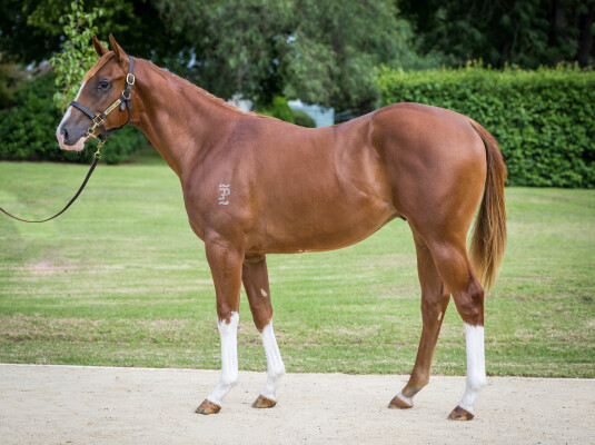 Lot 307: Star Turn / Boomex