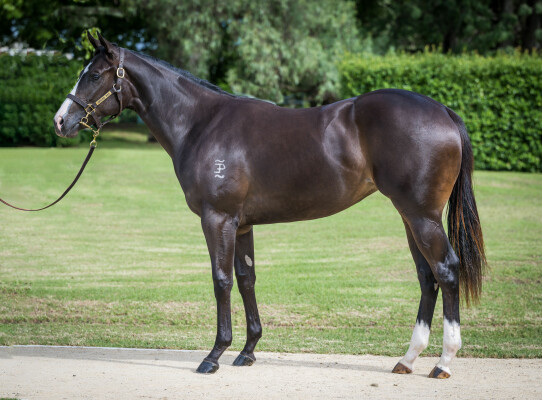 Lot 354: Tassort / Emaan