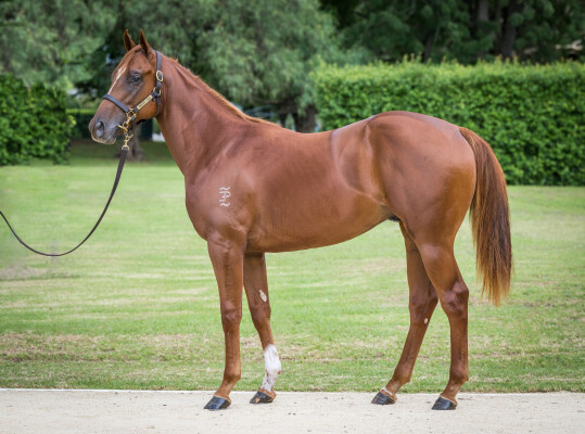 Lot 361: Zoustar / Espaaniyah