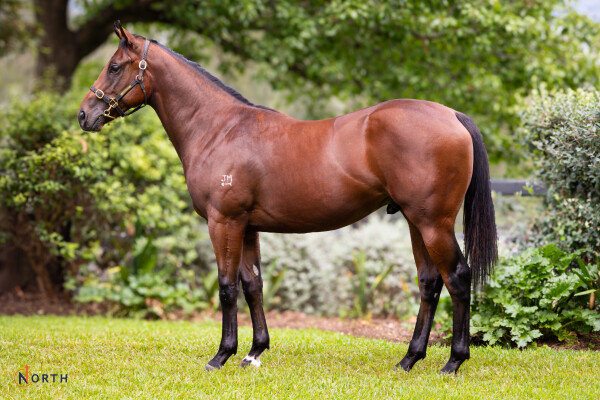 Lot 64: Zoustar / Miss Canada