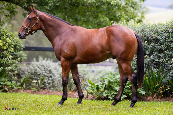 Lot 100: So You Think (NZ) / Paprena
