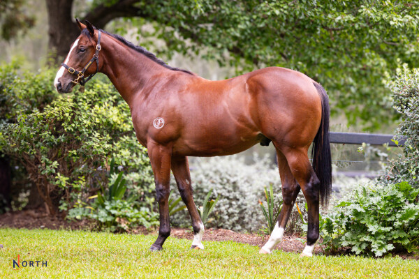 Lot 115: Pinatubo (IRE) / Queen Himiko