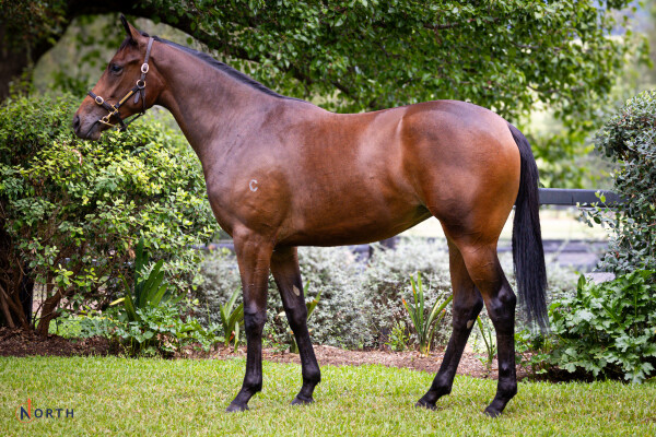 Lot 133: Wootton Bassett (GB) / Sacred Valley