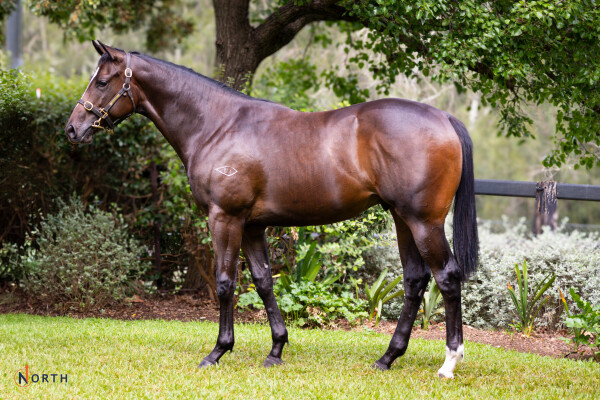 Lot 183: Toronado (IRE) / Spin Me a Kiss (USA)