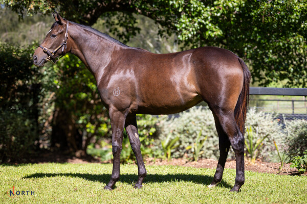 Lot 229: So You Think (NZ) / Torvill