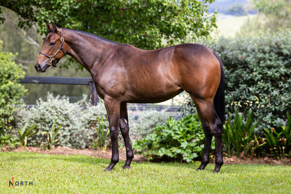 Lot 248: Street Boss (USA) / Vienna Miss