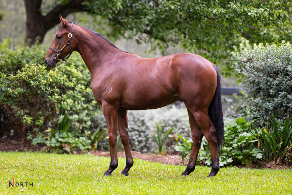 Lot 253: All Too Hard / Wayupinthesky