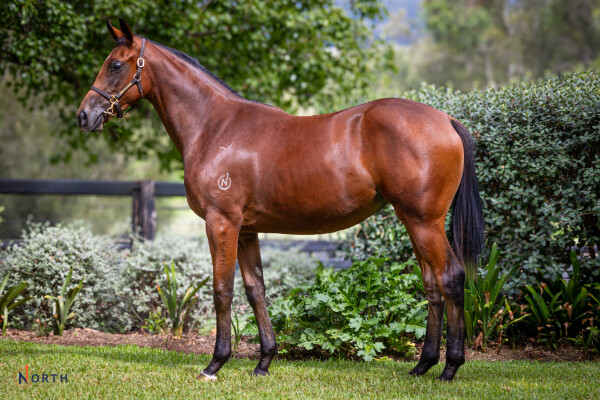 Lot 260: Zoustar / Workdrinks