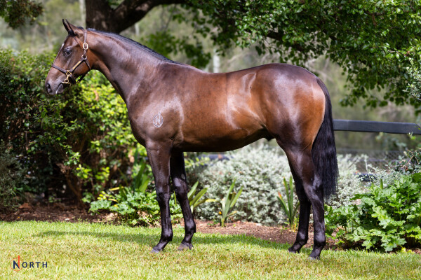 Lot 262: Snitzel / Zasorceress (NZ)