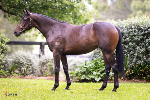 Lot 292: So You Think (NZ) / Barangaroo