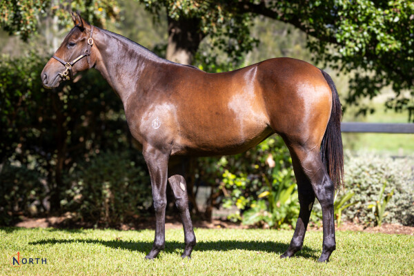 Lot 390: Ole Kirk / Go Indy Go