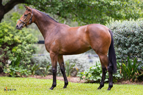 Lot 419: Tarzino (NZ) / Invisible Coin