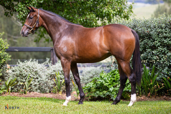 Lot 152: So You Think (NZ) / Serene Majesty