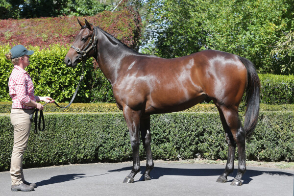 Lot 20: Per Incanto (USA) / Lady Sayyida (NZ)