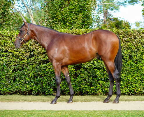 Lot 180: So You Think (NZ) / Spanish Whisper