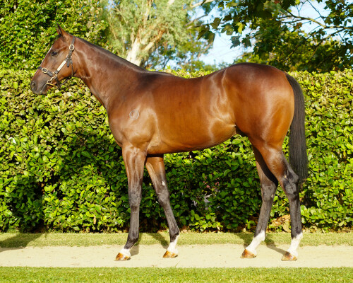 Lot 189: Toronado (IRE) / Star Syrah