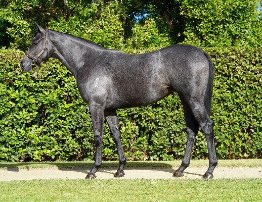 Lot 200: Russian Revolution / Supara