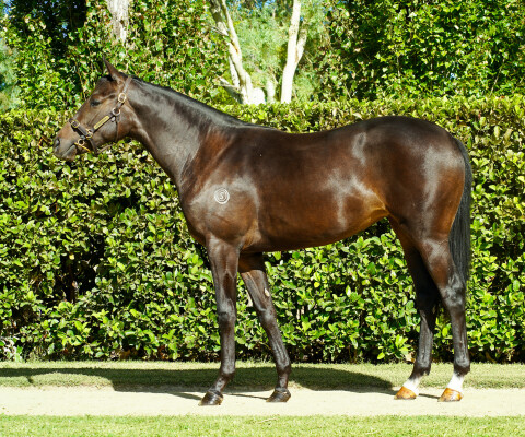 Lot 247: Too Darn Hot (GB) / Velocity (IRE)