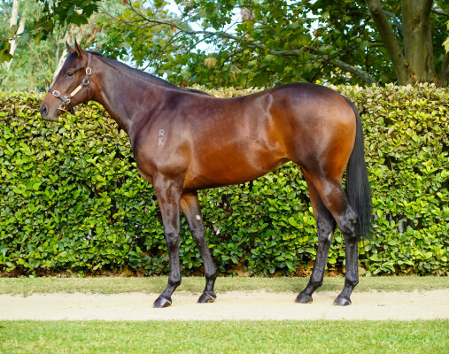 Lot 265: So You Think (NZ) / Zorro Rapido
