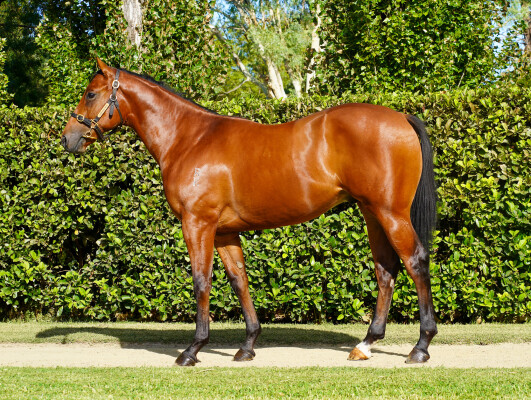 Lot 327: Farnan / Circus