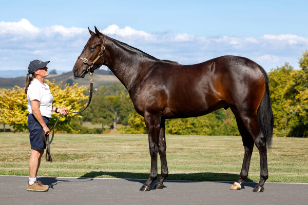 Lot 35: Per Incanto (USA) / Lucia Valentina (NZ)