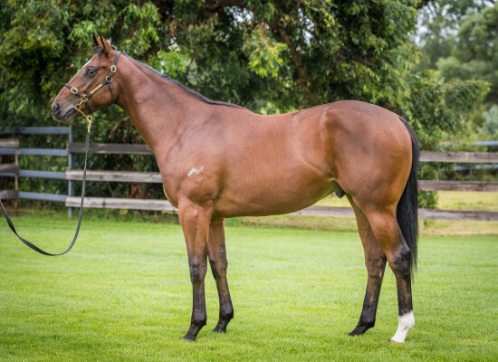 Lot 44: Hello Youmzain (FR) / Mae West (NZ)