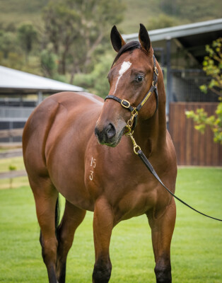 Lot 44: Hello Youmzain (FR) / Mae West (NZ)