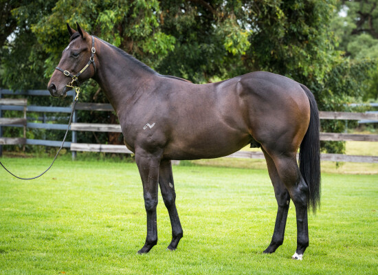 Lot 69: Pierro / Miss West Coast