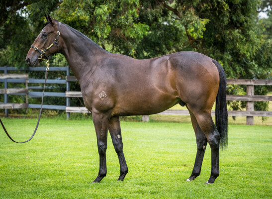 Lot 93: Farnan / One More Tequila