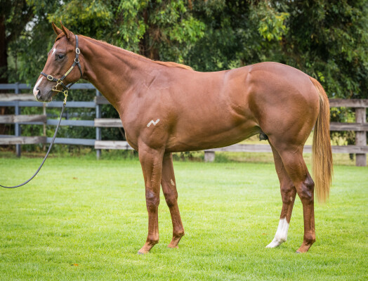 Lot 129: Siyouni (FR) / Roselyne (FR)