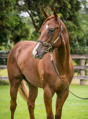 Lot 129: Siyouni (FR) / Roselyne (FR)