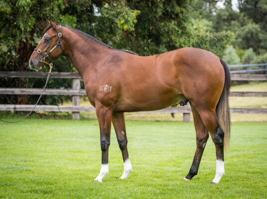 Lot 261: Home Affairs / Yolanda