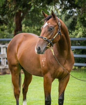 Lot 261: Home Affairs / Yolanda