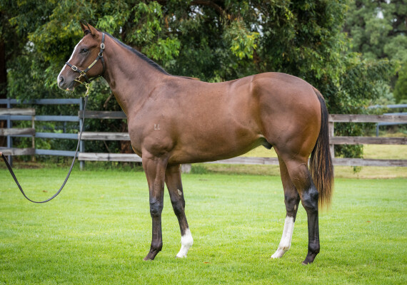 Lot 287: Toronado (IRE) / Atomic Pulse