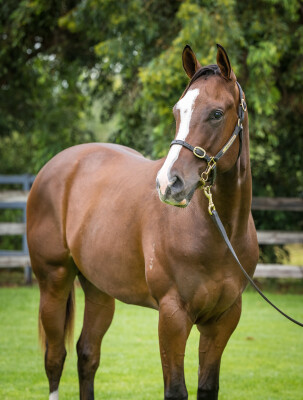 Lot 287: Toronado (IRE) / Atomic Pulse