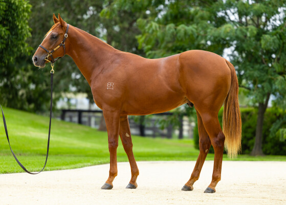 Lot 54: Snitzel / Members Joy